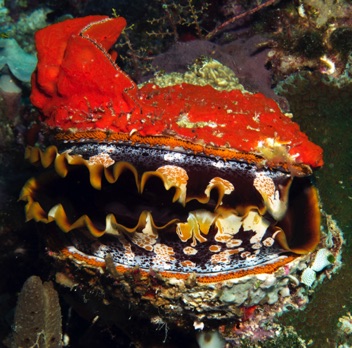 Giant Clam